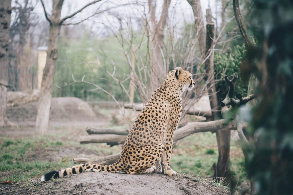 zoo-vienna