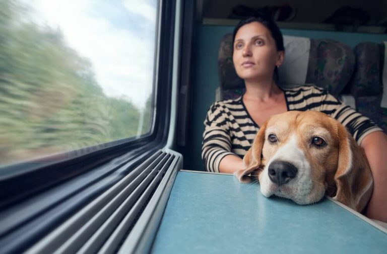 Evcil Hayvanını Seyahatlerde Yanında Götürmek İsteyenler İçin Yüksek